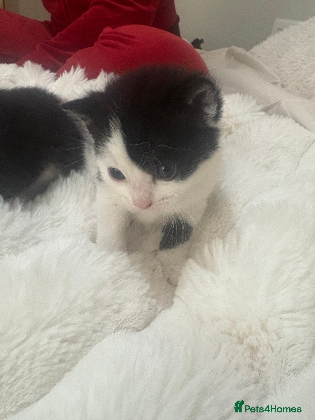 Mixed Breed cats for sale: 7 beautiful kittens very playful  - Advert 6