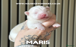 Pomsky dogs for sale: F3 Pomsky Puppies - ready after  **  - Advert 15