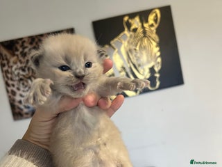 Ragdoll cats - Advert 12