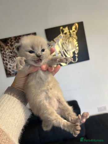 Ragdoll cats - Advert 2