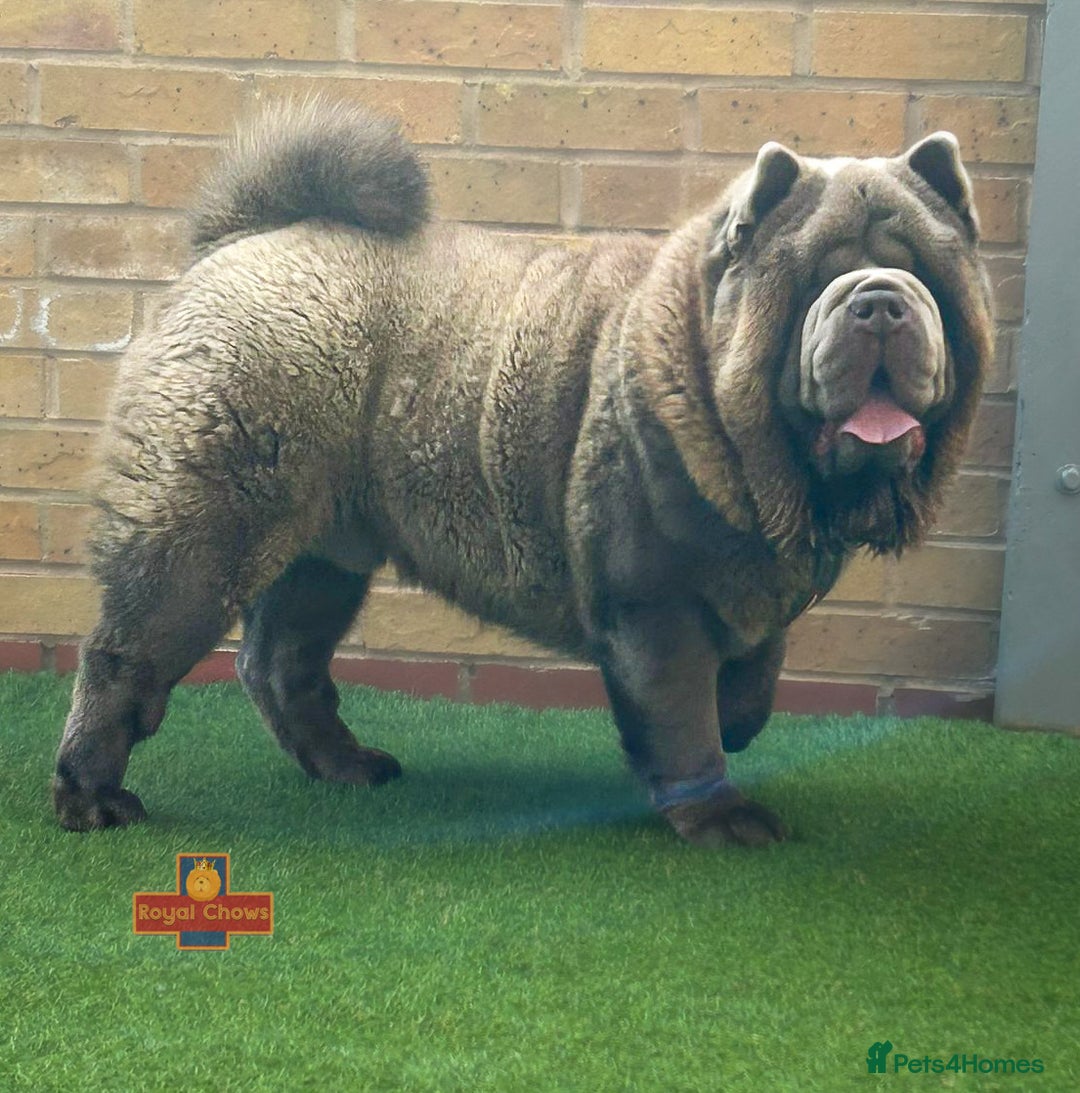 Chow Chow dogs for stud: Rare lilac smooth coat KC reg for stud  - Image 2
