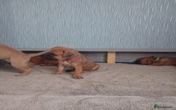 Mixed Breed dogs for sale: Bullmastiff X Puppies - Image 28