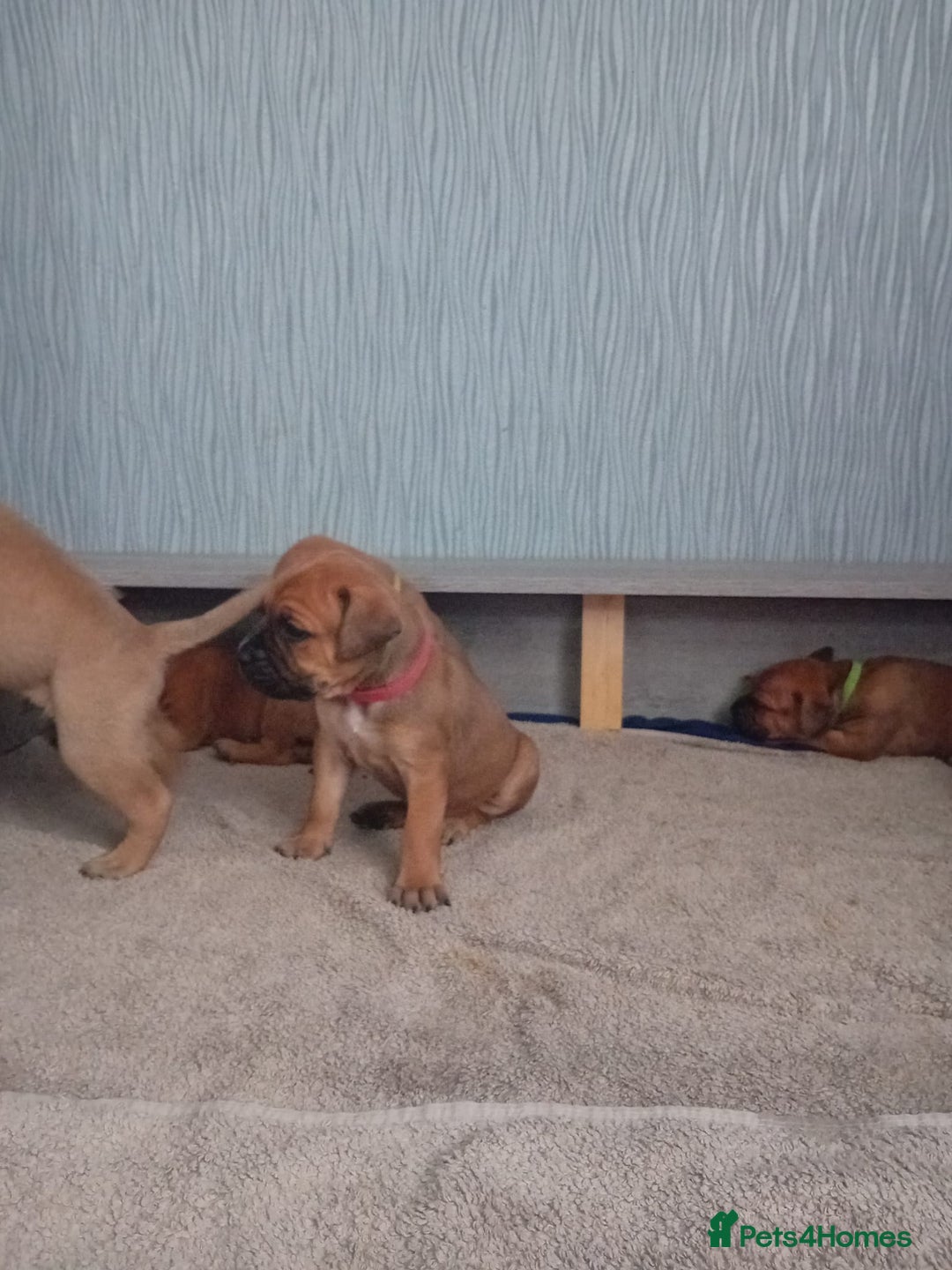 Mixed Breed dogs for sale: Bullmastiff X Puppies - Image 28