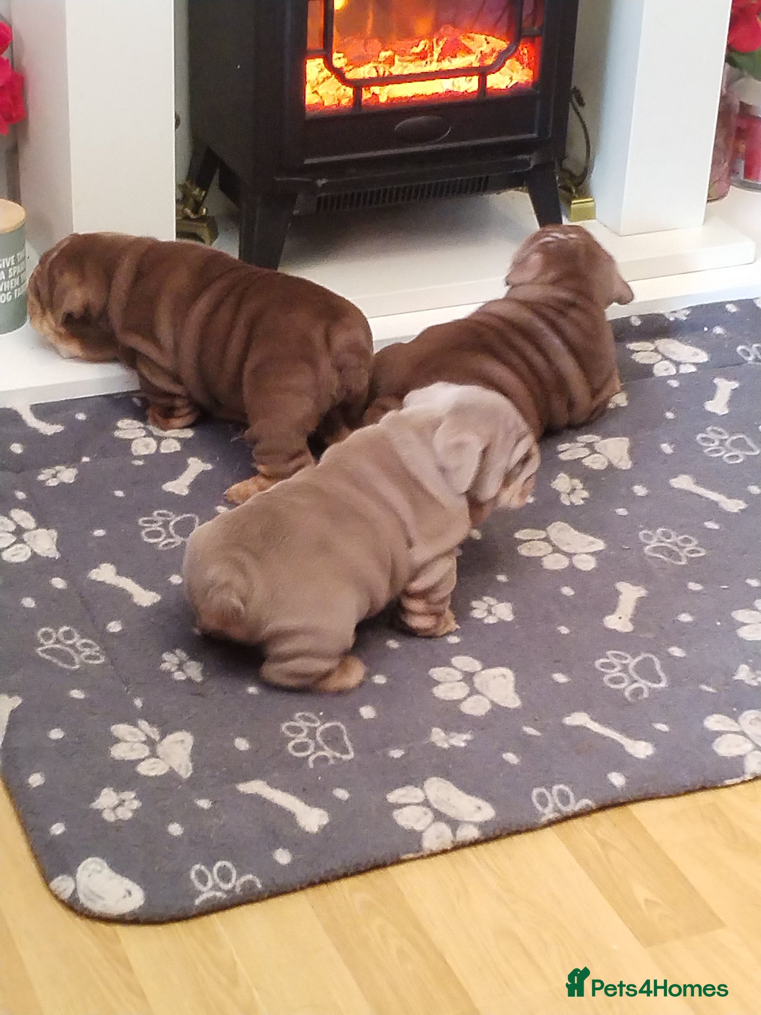 English Bulldog dogs Kc registered bulldogs  - Advert 2