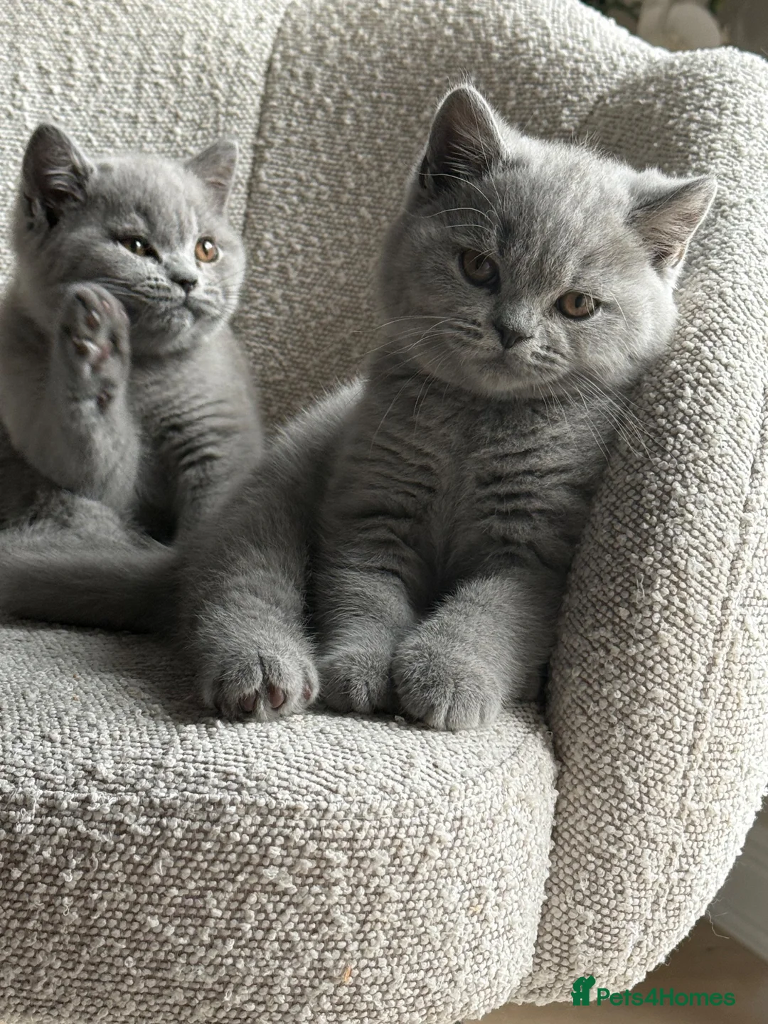British Shorthair cats for sale: Last girl, collection 21/8  - Advert 1