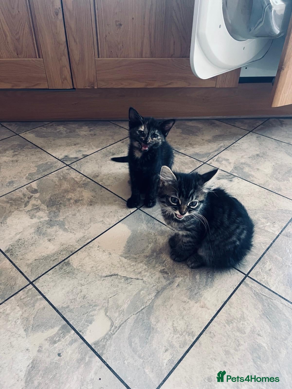 Domestic Shorthair cats 2x gorgeous female rescue kittens need homes - Advert 16