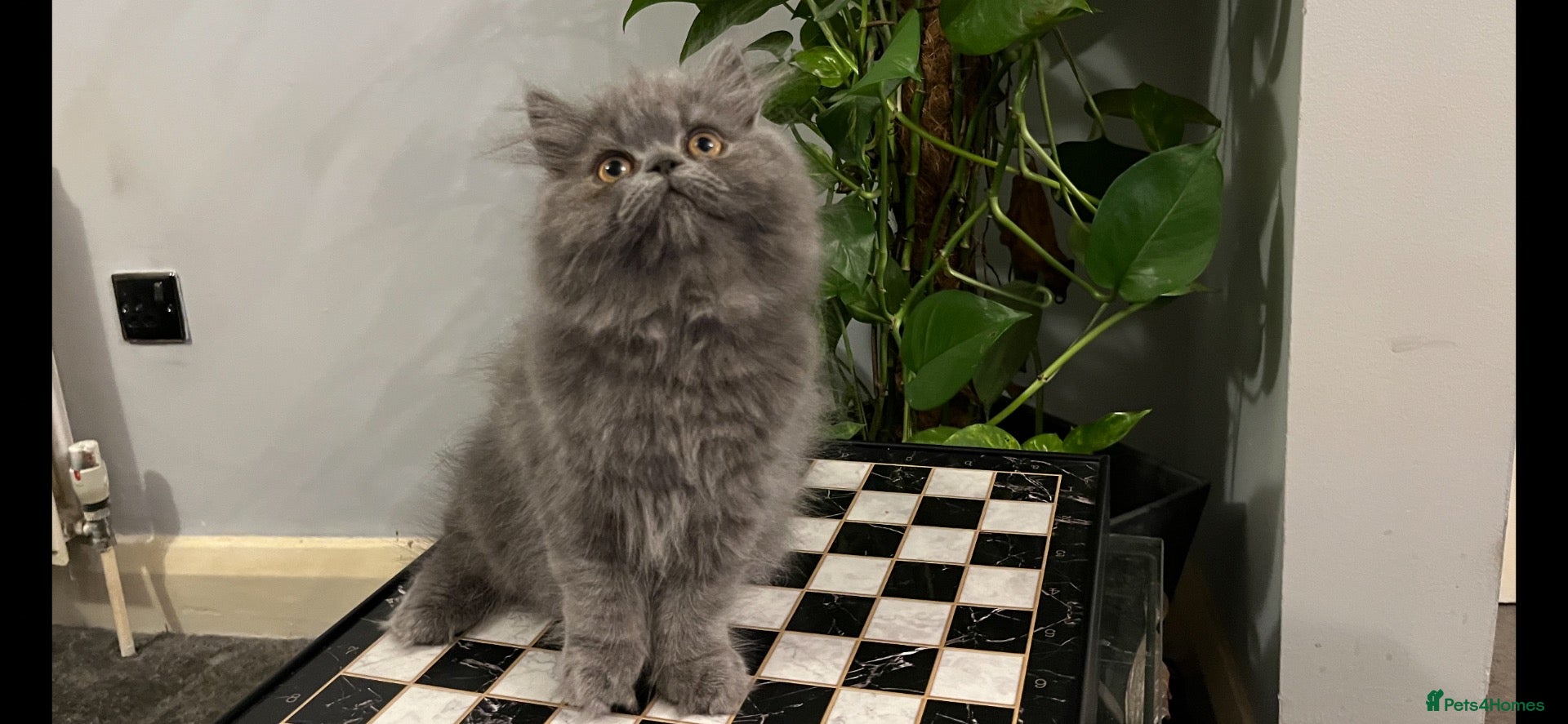 Persian cats READY NOW - SUPER PLAYFUL BLUE PERSIAN GIRL  - Advert 2