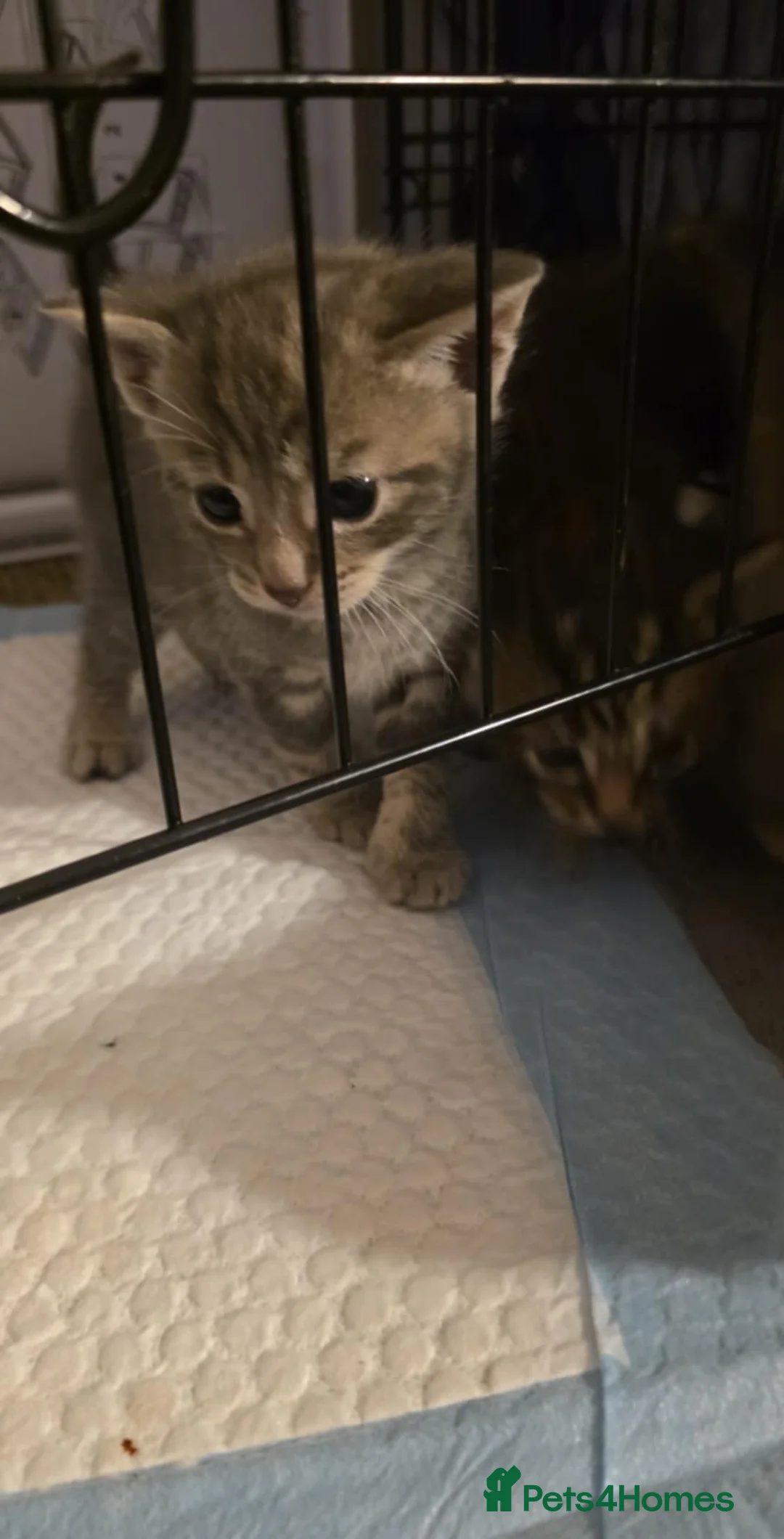 Mixed Breed cats for sale: 6 half maincoons - Advert 10