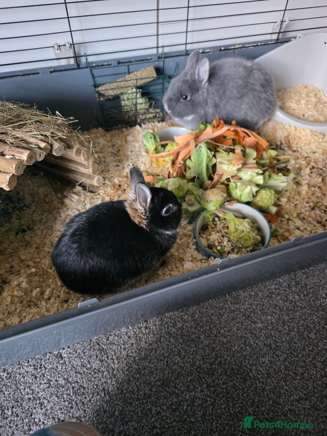 Netherland Dwarf rabbits for sale: Netherland dwaf  - Advert 5