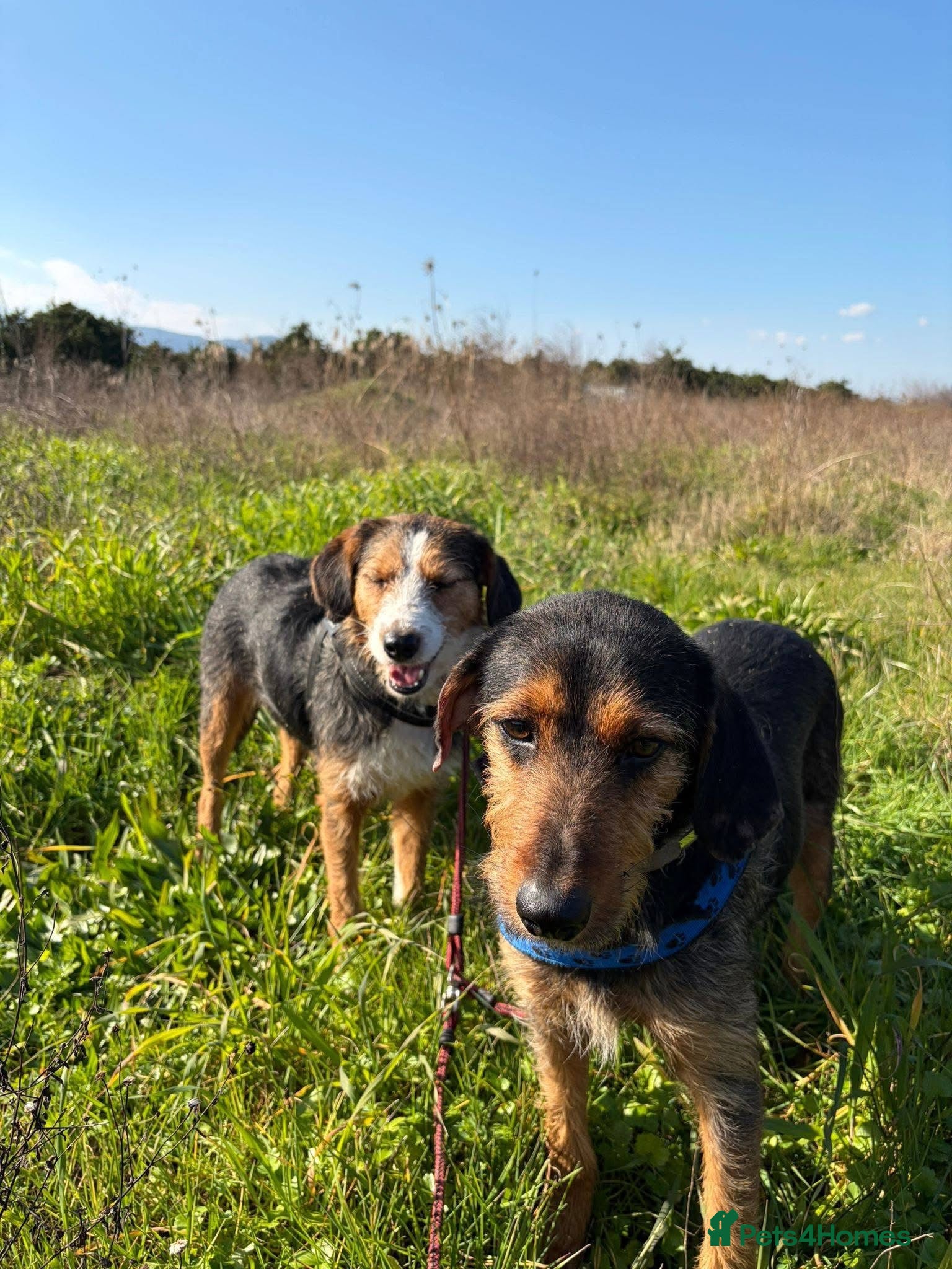 Mixed Breed dogs for sale: Ronnie & Reggie   - Advert 4