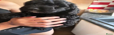 Cockapoo 5