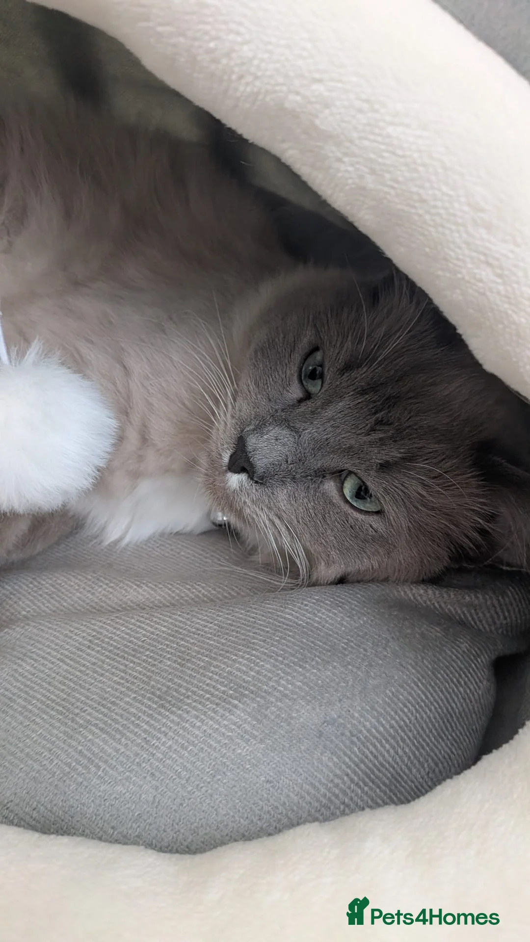 Ragdoll cats for sale: Beautiful young male mink ragdoll - Advert 7