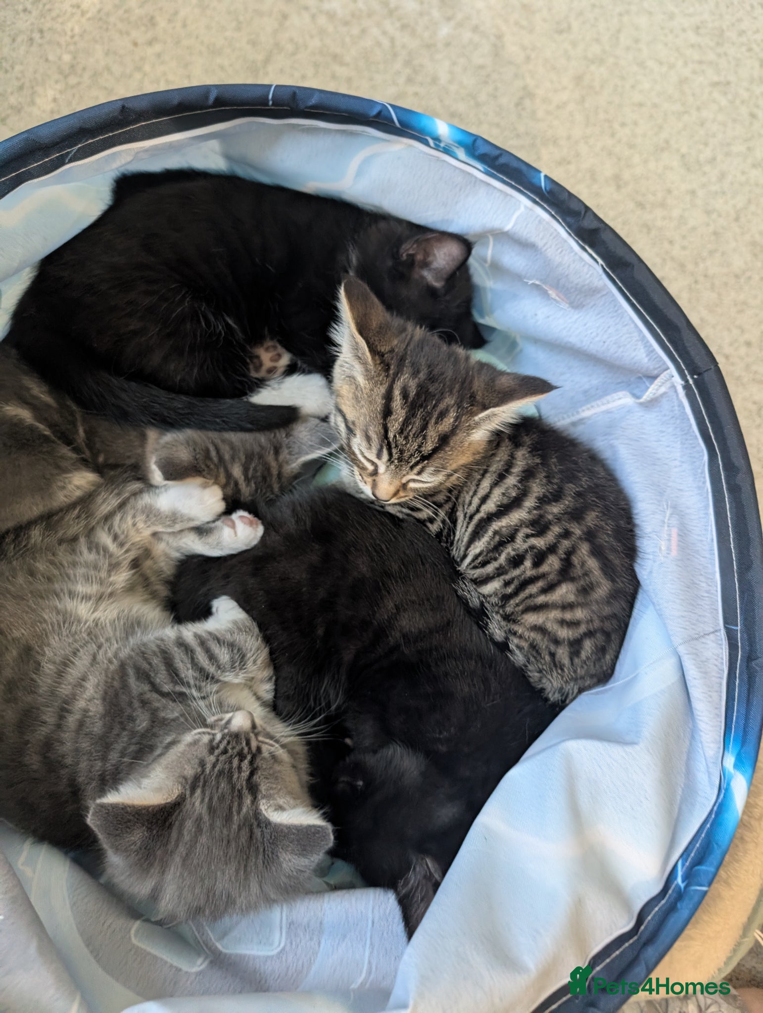 Mixed Breed cats x3 Gorgeous little kittens - Advert 3