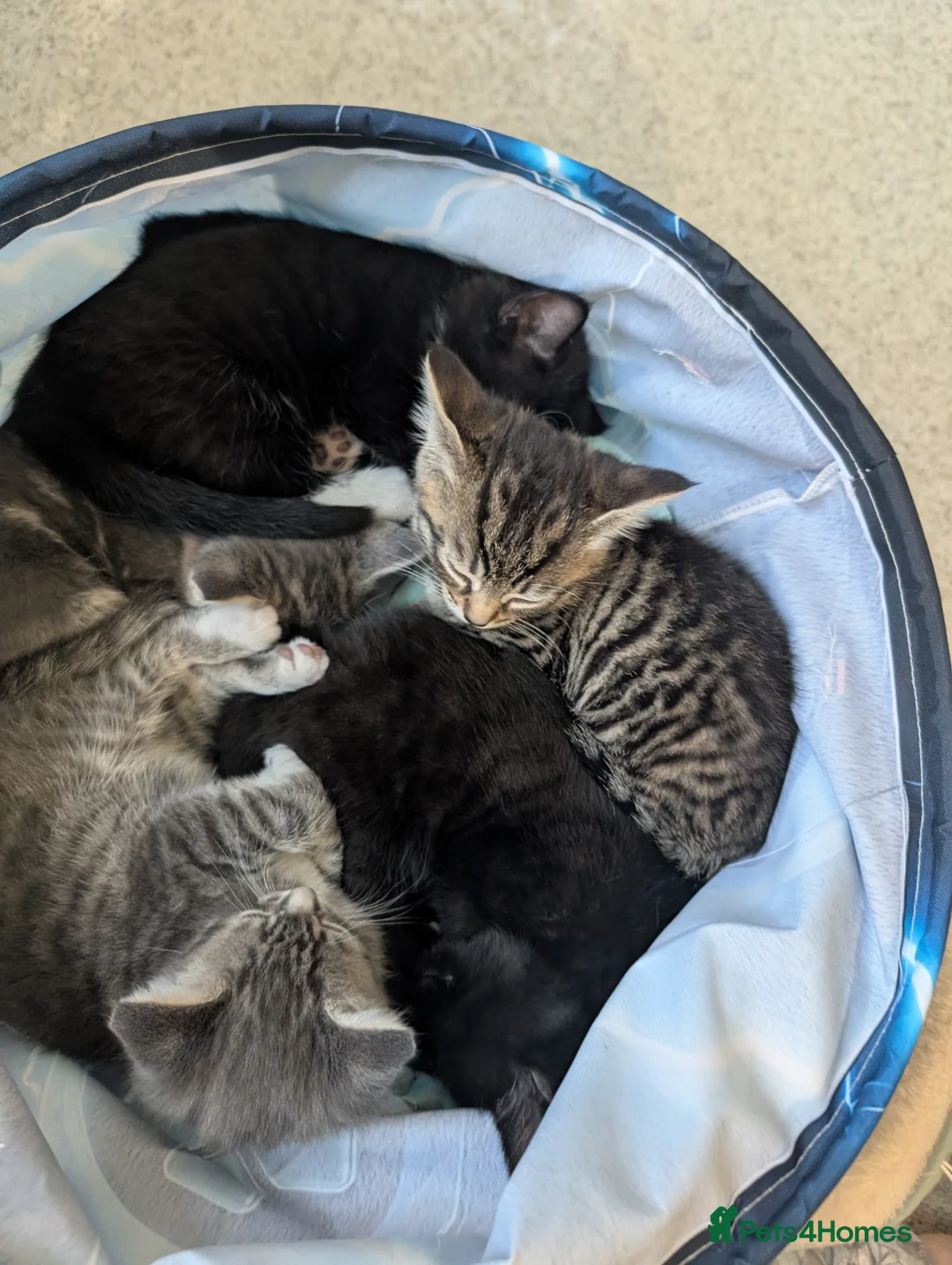 Mixed Breed cats for sale: x3 Gorgeous little kittens - Advert 1