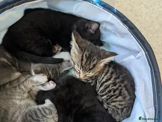 Mixed Breed cats x3 Gorgeous little kittens - Advert 3