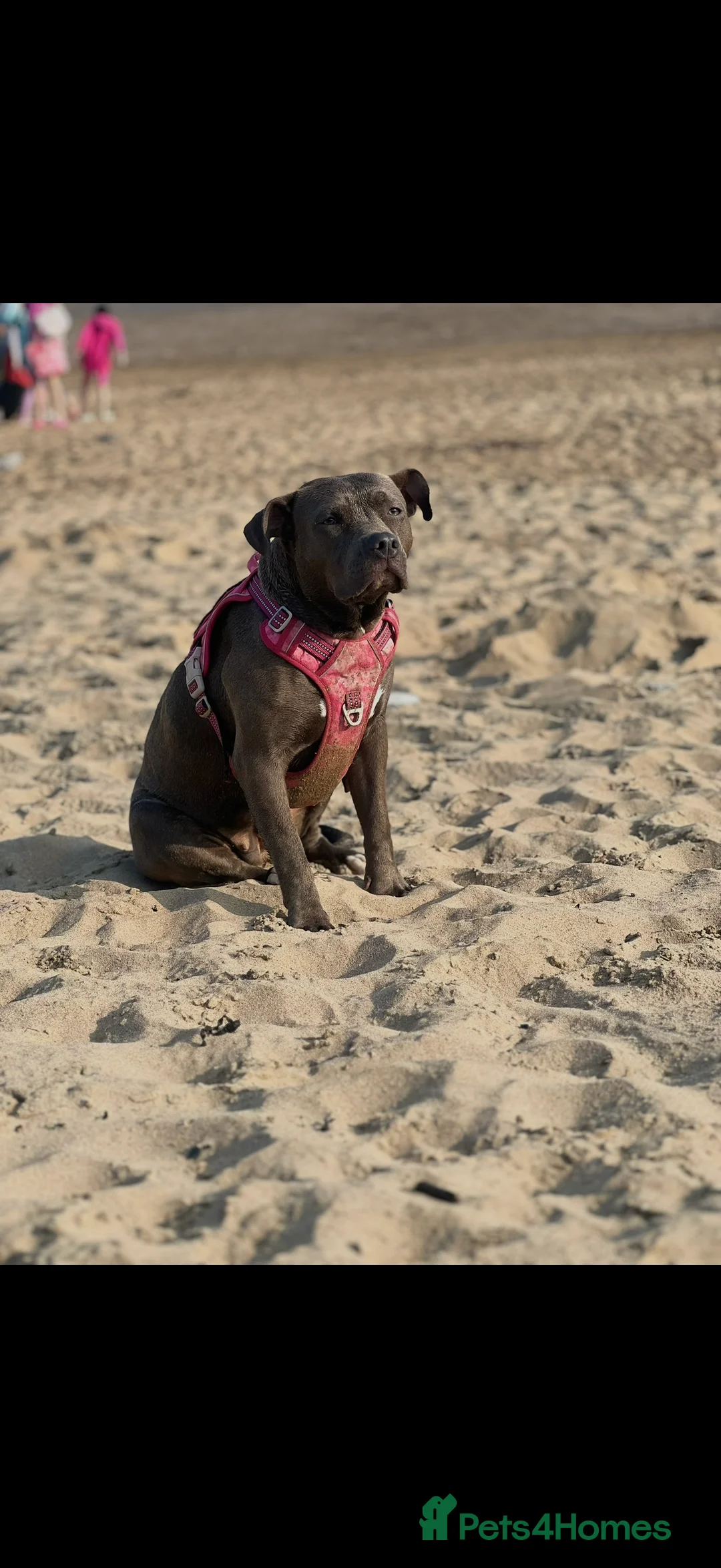 American Bully dogs for sale: American bully classic puppies for sale  - Advert 10