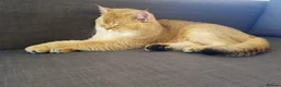 Scottish Fold cats for sale: SALE !!!! LOVELY SCOTTISH FOLD GOLDEN KITTENS  - Advert 12