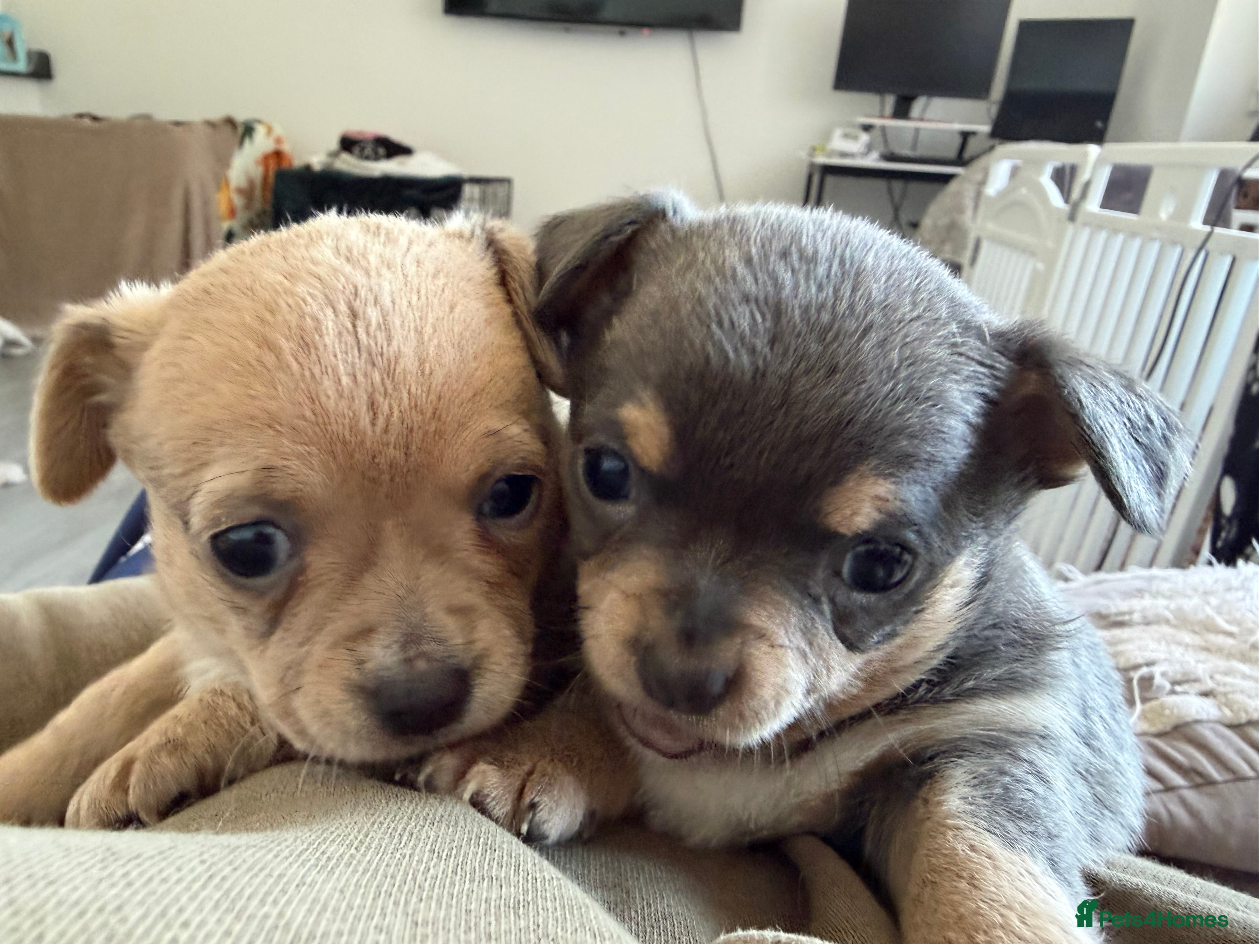 Chihuahua dogs Beautiful Chihuahua Puppies – 2 Gorgeous Girls - Advert 3