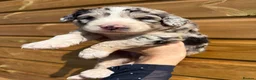 Sheepadoodle dogs for sale: Medium Sheepadoodle Blue and White  - Advert 17