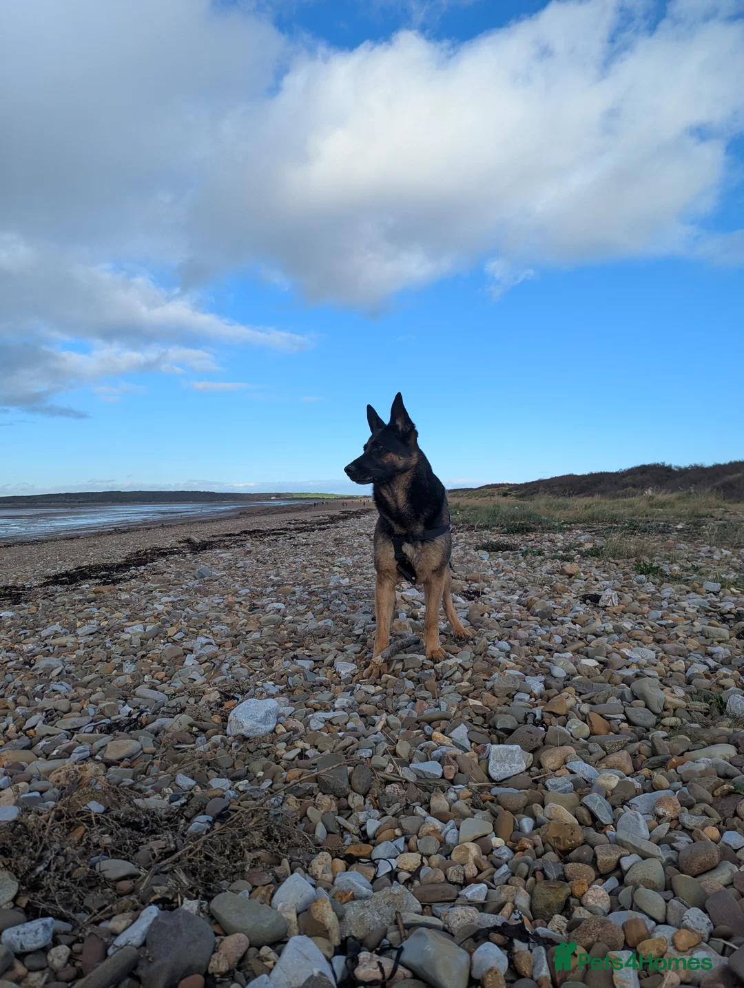 German Shepherd dogs for sale: Tocha in Bristol - Advert 2