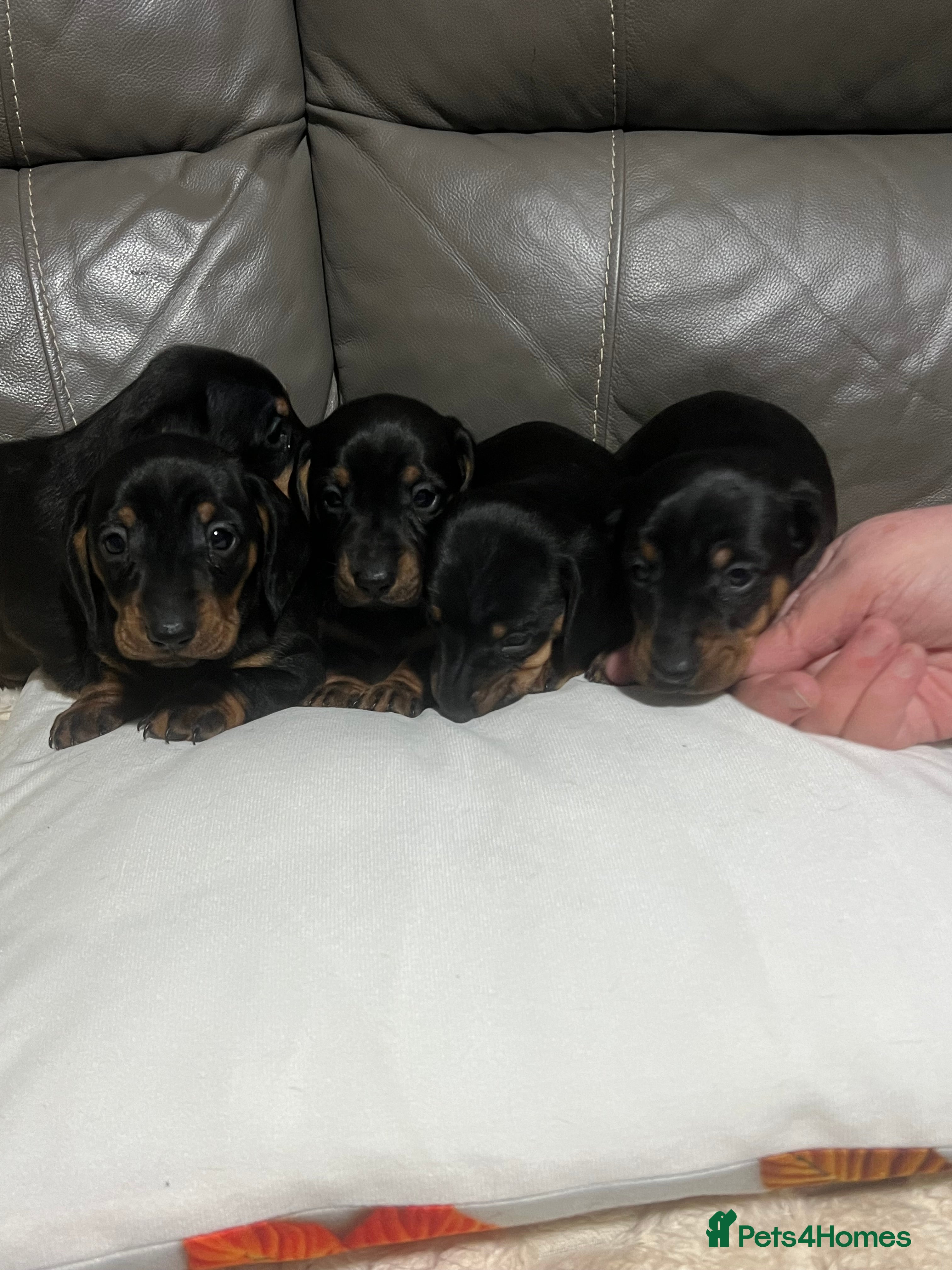 Miniature Dachshund dogs Beautiful miniature dachshund puppies - Advert 11