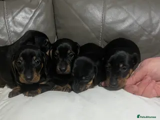 Miniature Dachshund dogs Beautiful miniature dachshund puppies - Advert 11