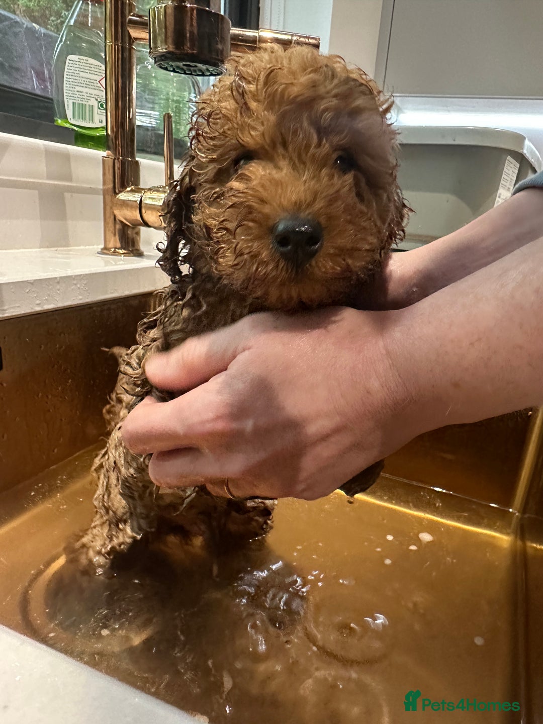 Miniature Poodle dogs for sale: Adorable Miniature Red Poodle Puppies - Image 5
