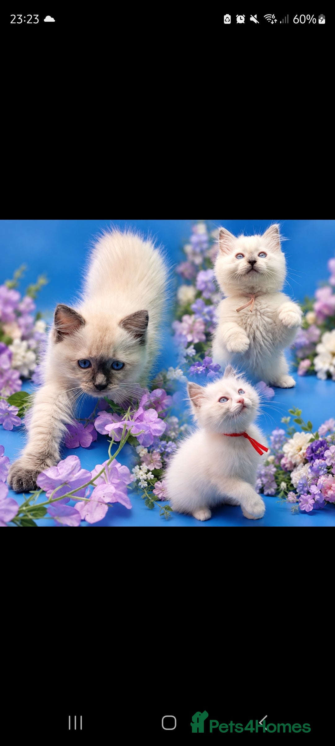 Ragdoll cats Purebred, Registered rare lilac point male - Advert 13