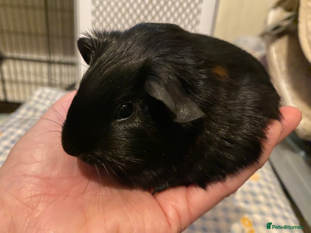 Guinea Pig rodents for sale: Gorgeous baby Guinea pigs - Advert 6