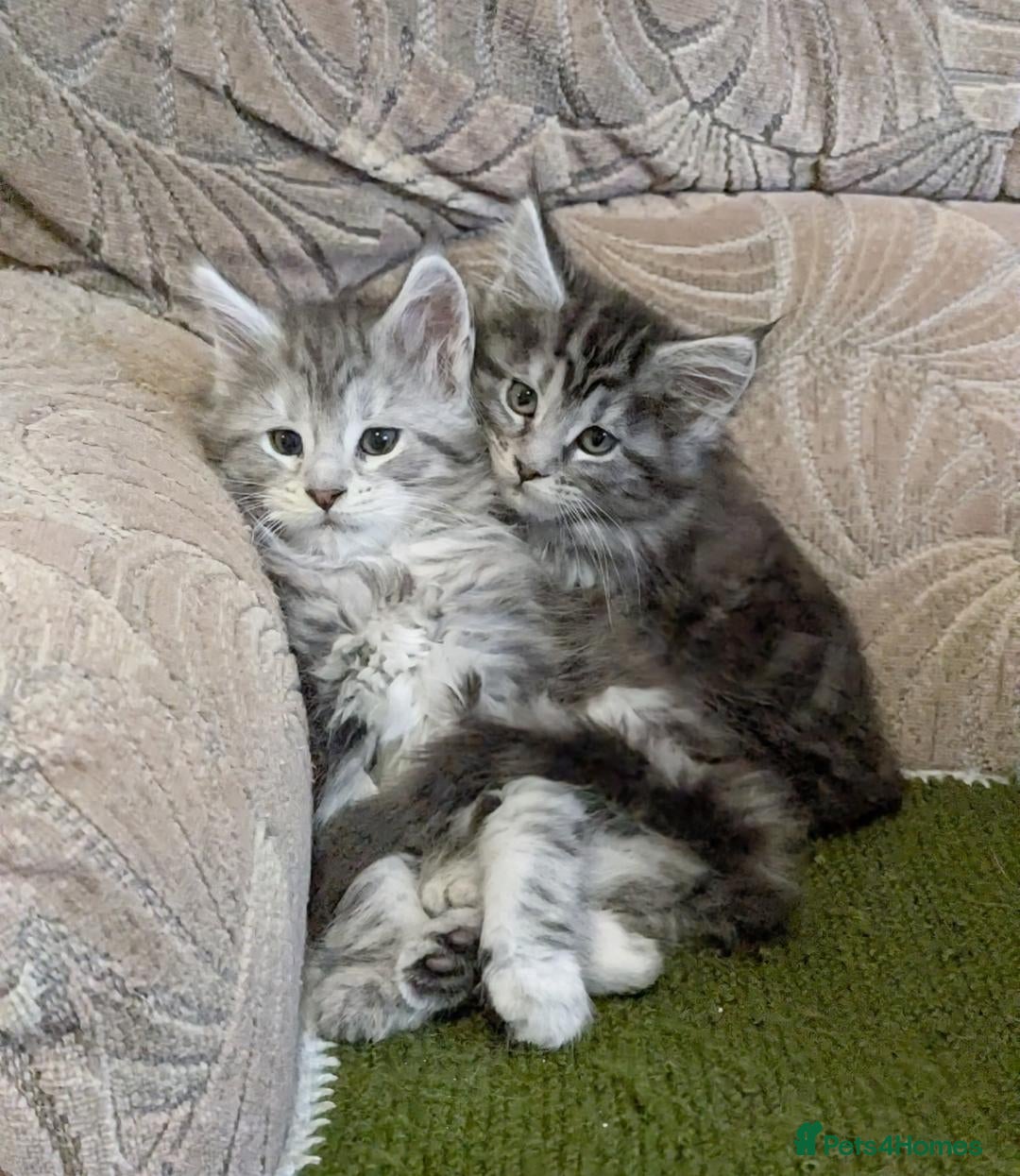 Maine Coon cats for sale: 🎄3 Purebred Maine Coon Girls – Ready 23 Dec 🎄 - Advert 1
