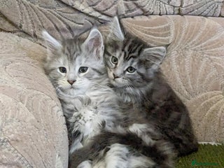 Maine Coon cats 🎄3 Purebred Maine Coon Girls – Ready 23 Dec 🎄 - Advert 1