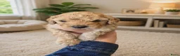 Cavapoo dogs for sale: Beautiful Cavapoo Puppies – 4 Girls & 4 Boys  - Advert 5