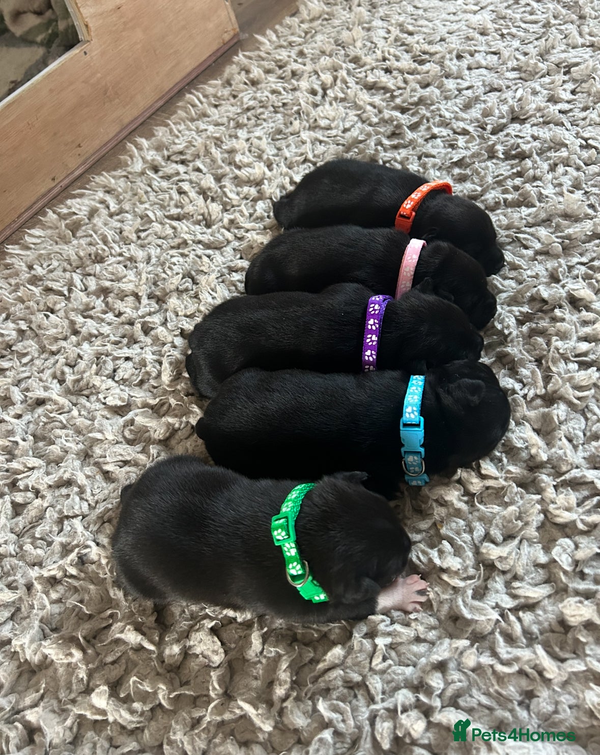 Staffordshire Bull Terrier dogs A* Pure Black staffy pups. Traditional  - Advert 7