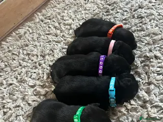 Staffordshire Bull Terrier dogs Pups -solid black - KC staffy pups traditional! - Advert 8