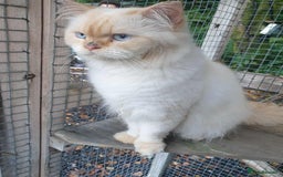 Persian cats for stud: Persian Stud - Image 3