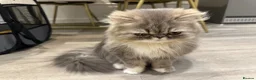 Persian cats for sale: Beautiful Silver Shaded Persian Female - Advert 1