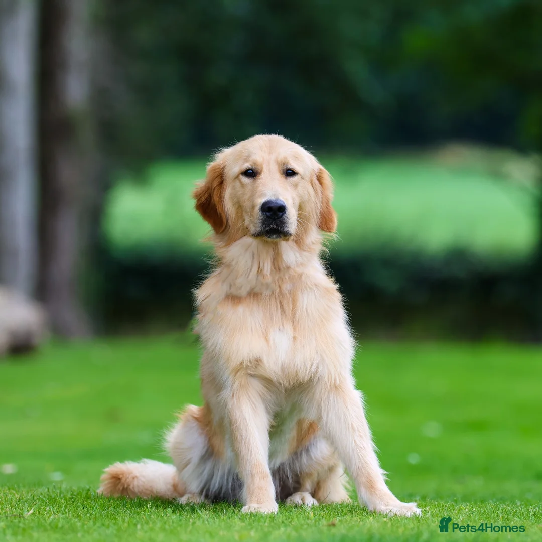 Golden Retriever dogs for sale: Best Mate Bestie - Advert 4