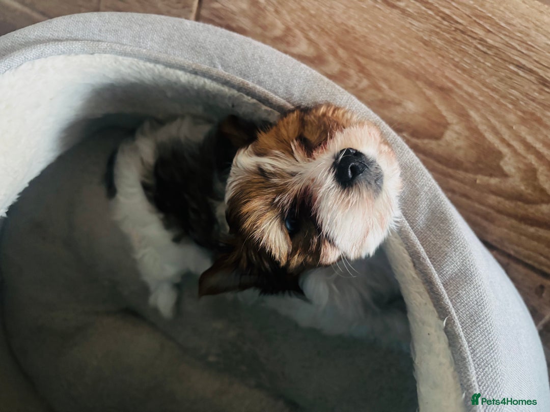 Yorkshire Terrier dogs for sale: ❤️Beautiful blue eyed Yorkshire terrier puppies❤️ - Advert 29