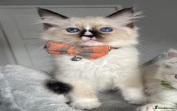 Ragdoll cats for sale: REGISTERED Ragdoll kittens HCM/PKD clear - Image 9