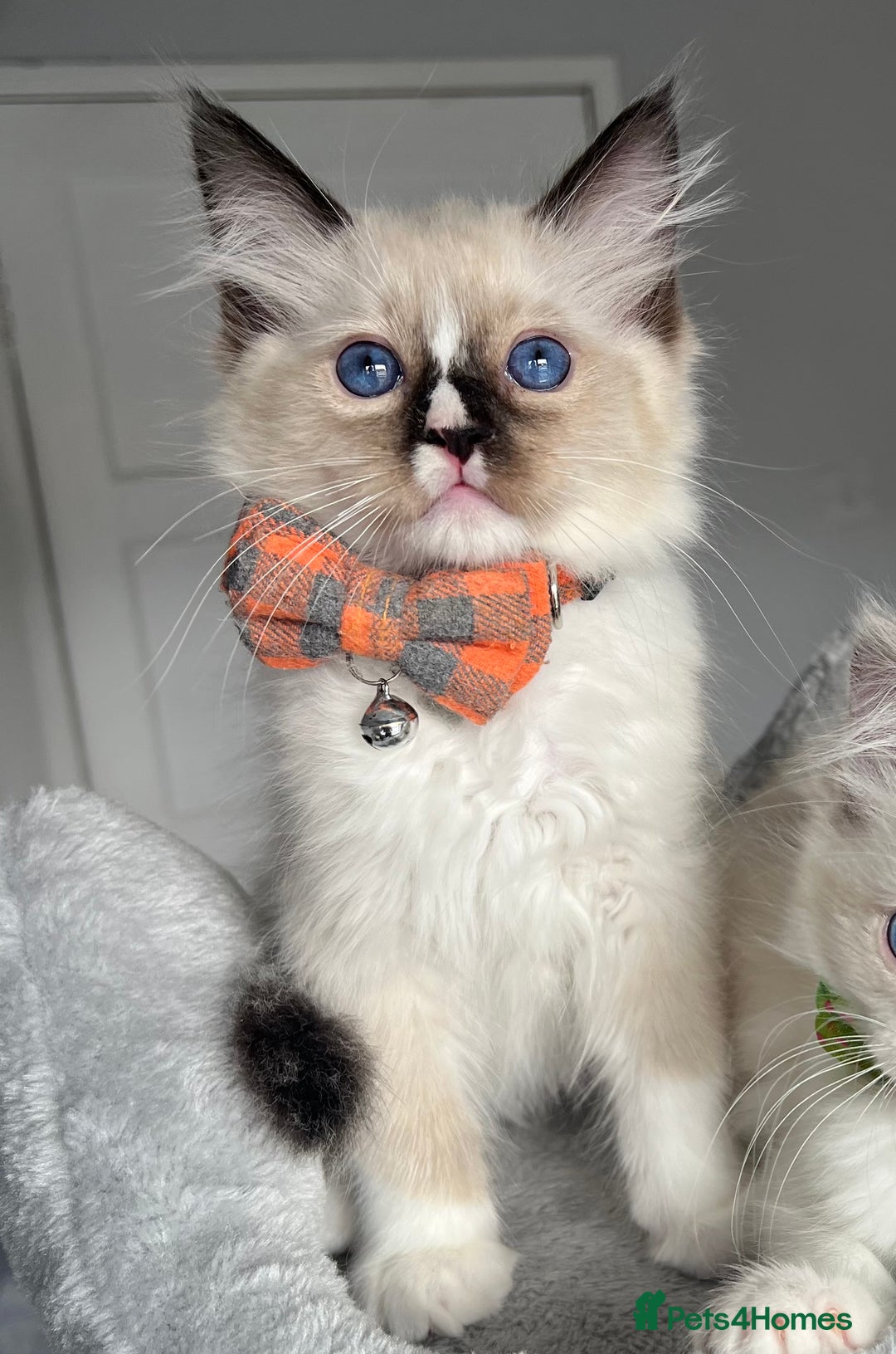 Ragdoll cats for sale: REGISTERED Ragdoll kittens HCM/PKD clear - Image 9