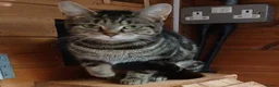 Mixed Breed cats for adoption: KIKI. - Advert 1
