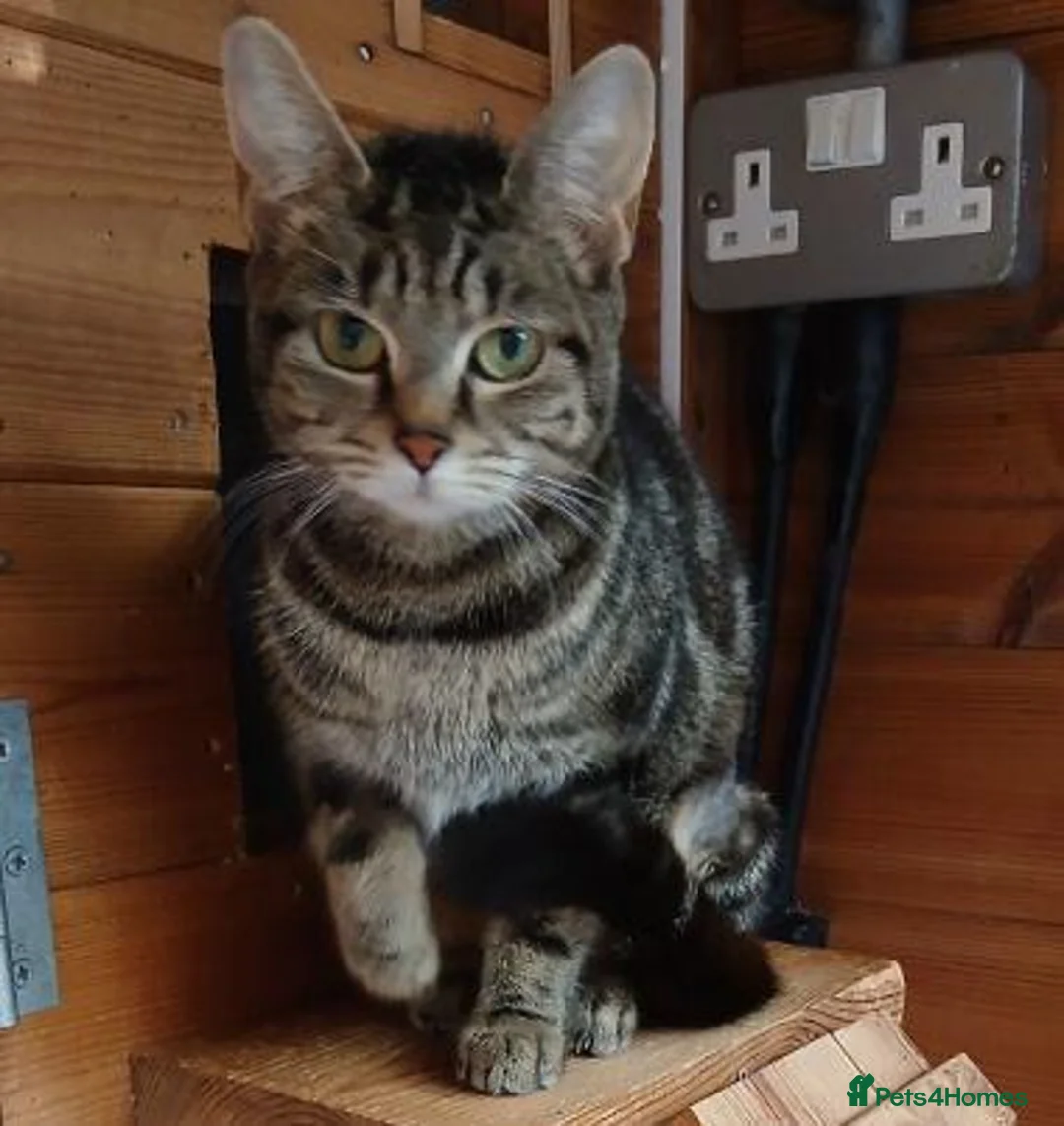 Mixed Breed cats for adoption: KIKI. - Advert 1