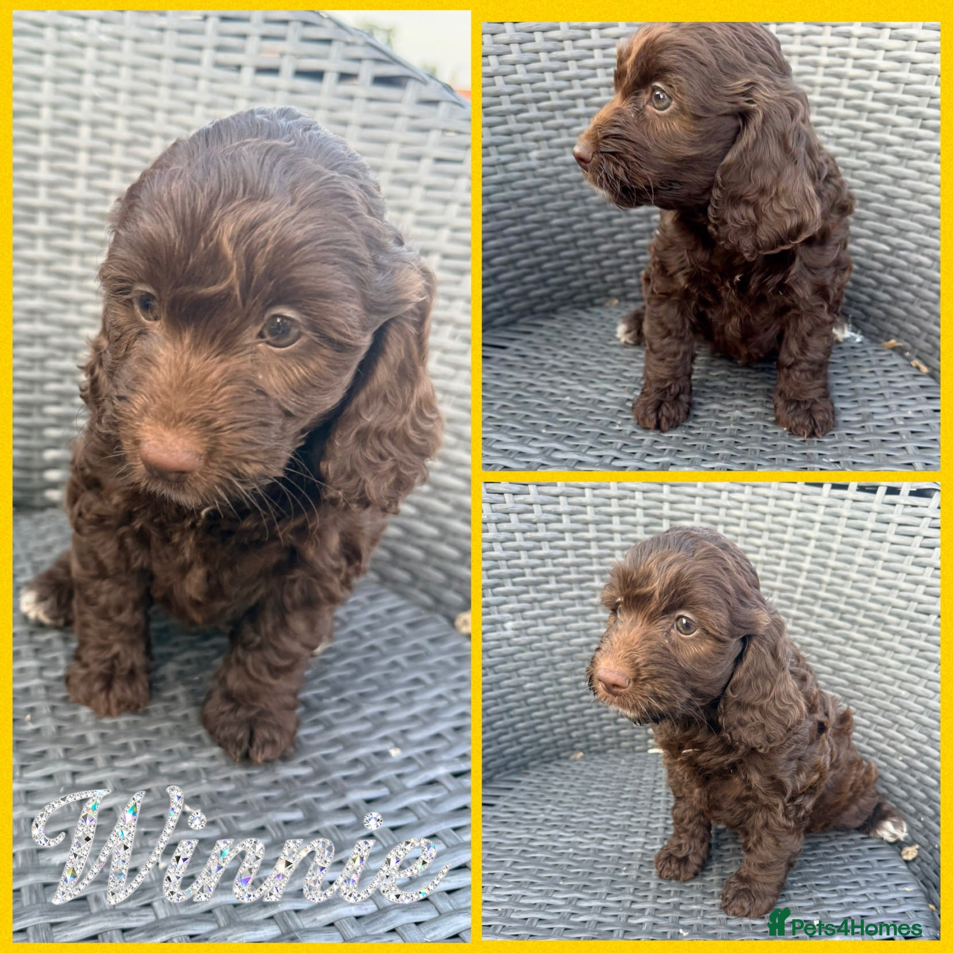 Cockapoo dogs READY NOW 🥰⭐️Beautiful F1 Cockapoo Puppies⭐️ - Advert 1