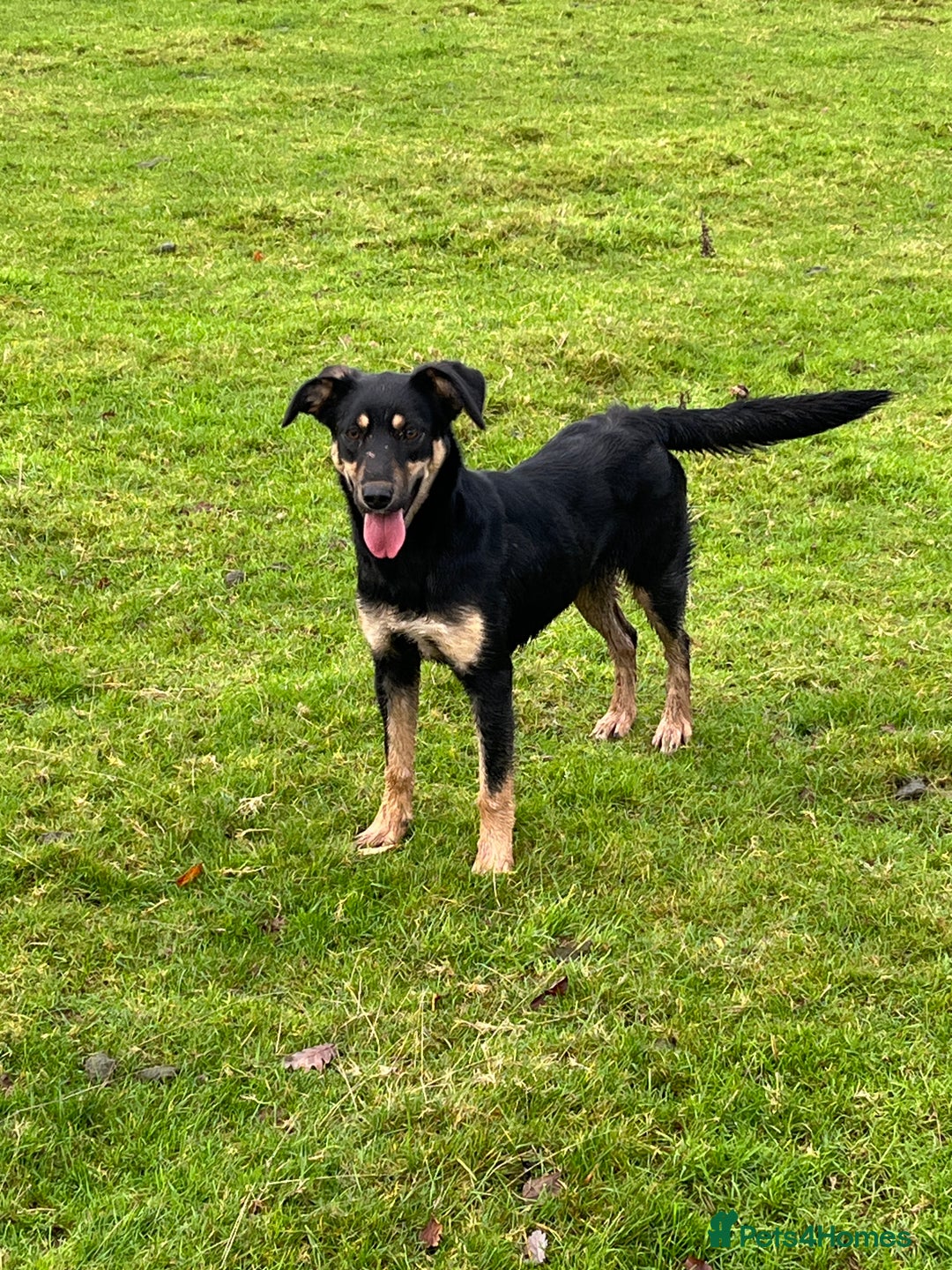 Huntaway dogs for sale: Peggy - Advert 2