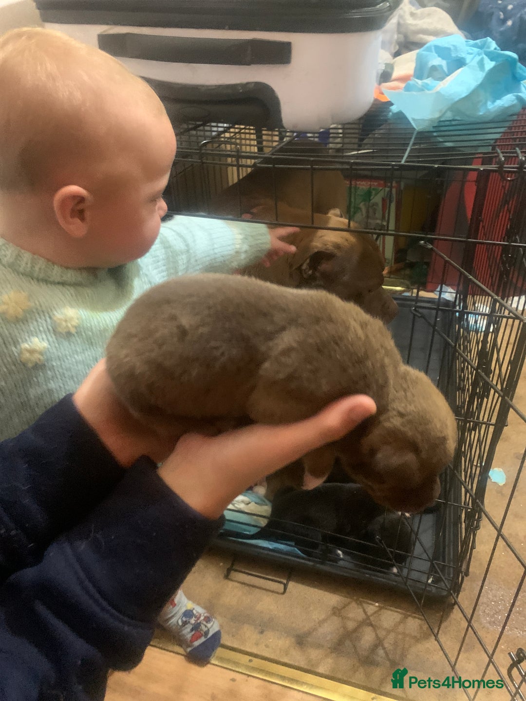 Mixed Breed dogs for sale: 5 Alaskan malamute x Staffordshire bull terrier  - Image 8