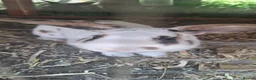 Mixed Breed rabbits for sale: Adult male rabbit - Advert 3