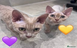 Devon Rex cats for sale: 1 girl left. Stunning Devon Rex GCCF kittens  - Image 25
