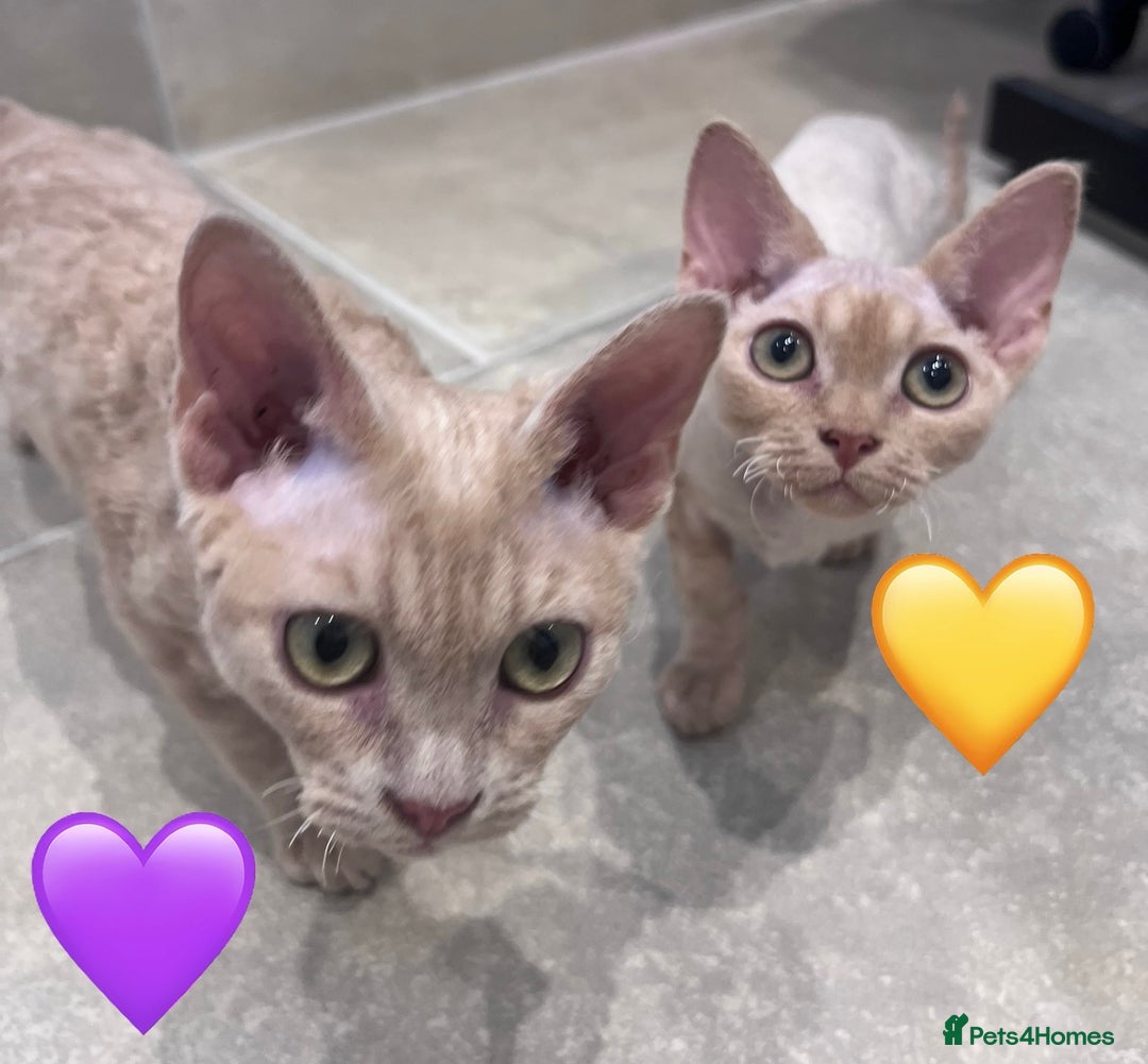 Devon Rex cats for sale: 1 girl left. Stunning Devon Rex GCCF kittens  - Image 25