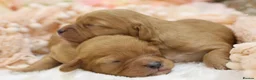 Cavapoo dogs for sale: Heath Tested Cavapoos - Advert 9