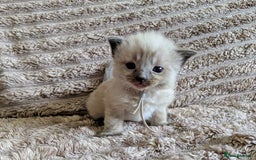 Ragdoll cats for sale: Beautiful Mink Seal Ragdolls  - Image 7
